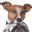 petprof.net