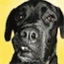 dlstuff.weebly.com