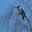 variksenpelotin.wordpress.com