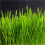 slidellgrass.com