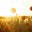 whimsicalthought.wordpress.com