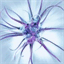 cogneuro.ca