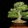 exportbonsai.wordpress.com