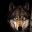 fenrisbigwolf.wordpress.com