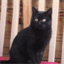 chat-quiberon.com