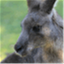chasingroos.com