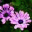 writerelise.wordpress.com