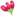 rosecactus.com