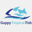guppytropicalfish.mobi