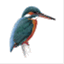 kingfisherclassblog.wordpress.com