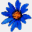 blueflower.me