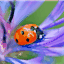 ladybugclearlake.com