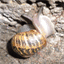 snailtsunami.com