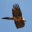 lammergeierflight.wordpress.com