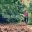 chasingmailboxes.com