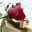 amatulrahmaanquotes.wordpress.com