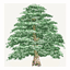 cedarboxgardens.com
