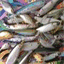 anyfish.over-blog.com