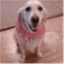 thinkingdogblog.com