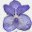 ds-coerulea.com