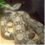 snakechick.com