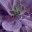jadepoint.wordpress.com