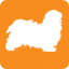 havaneseworld.org