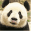 stopdraggingthepanda.wordpress.com