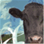milktomeat.com.au