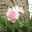 kirsimaria.wordpress.com