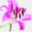 gxjpny.com