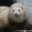 codys-ferret.com