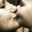 aussiehayatimiz.wordpress.com