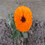 librellule.over-blog.fr