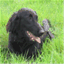 archwaykennels.co.uk