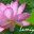 lumiy.wordpress.com