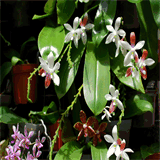 les-orchidees-de-sophie.com