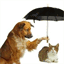 petspot.pl