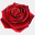 rosarium.ca