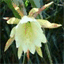 uncactus.over-blog.fr