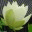 calibritish.wordpress.com