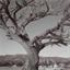 twistedtrees.bandcamp.com