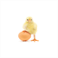 buchen.org