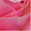 tausendundeineblume.wordpress.com