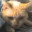 knatdecat.wordpress.com