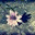 ohanamivn.wordpress.com