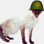 themadspy.com