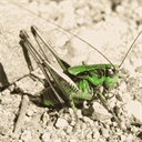 forum-orthoptera.at