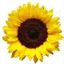 ericasunshinelee.com