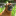 stelorbullmastiffs.com